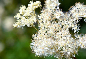 Meadowsweet Herb For Horses