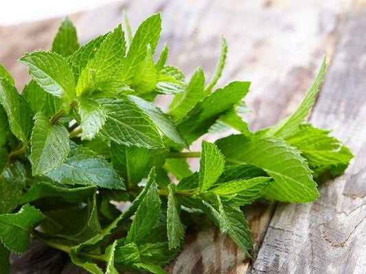 Horse Colic Treatment - Peppermint may be part of the answer