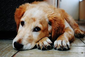Herbal Treatments for Your Dog's Crohn's Disease