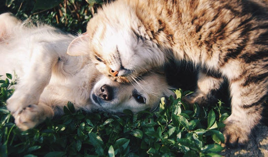 Natural Flea Remedy for Dogs