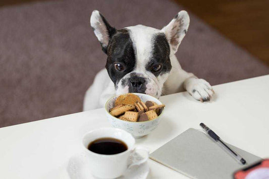 Healthy Homemade Dog Treats