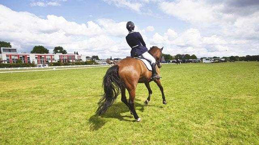 Natural Horsemanship Training