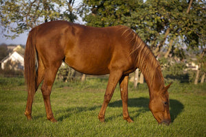 Pregnant mare herbs. Is Your Mare Pregnant? Some helpful herbs to feed.