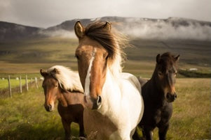 How to manage the change in seasons -from hot to cool for your horses