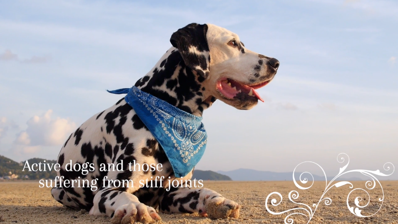 Load video: Natural Relief For Your Dogs Stiff Joints