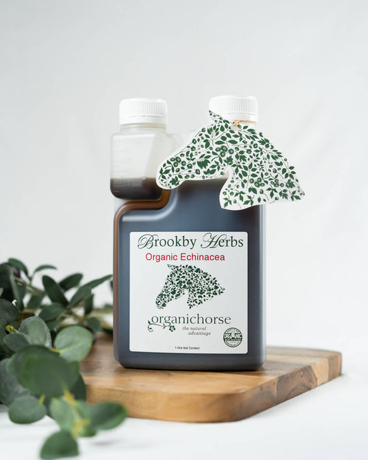 Echinacea Organic Plus