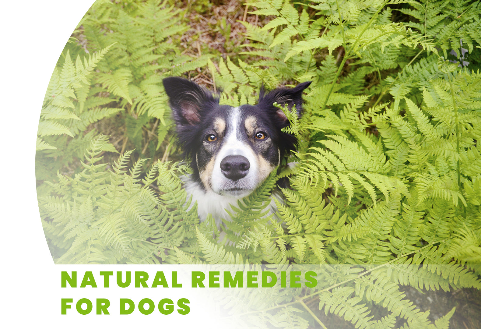 General Health - Organic Herbal Health for Dogs