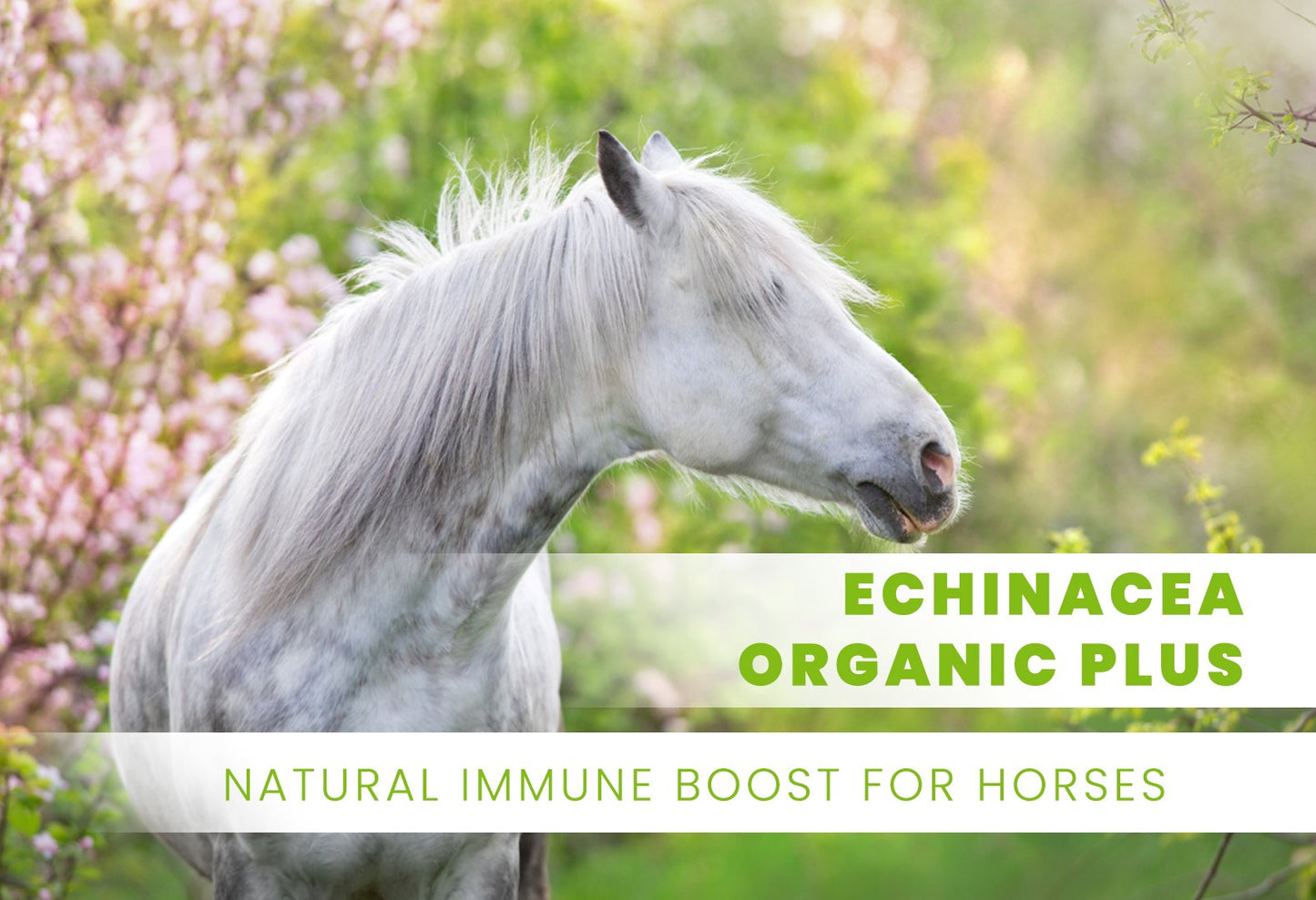 Echinacea Organic Plus