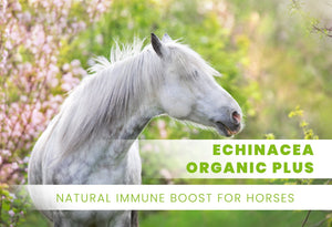 Echinacea Organic Plus