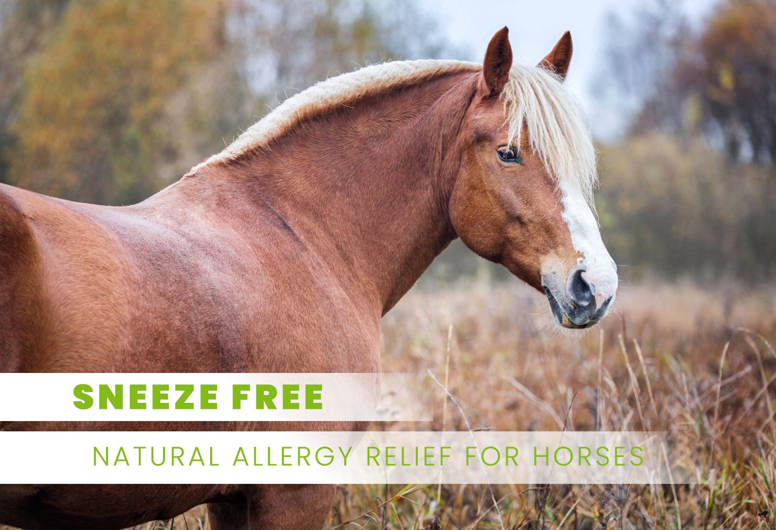 Sneeze Free anti-allergy formula
