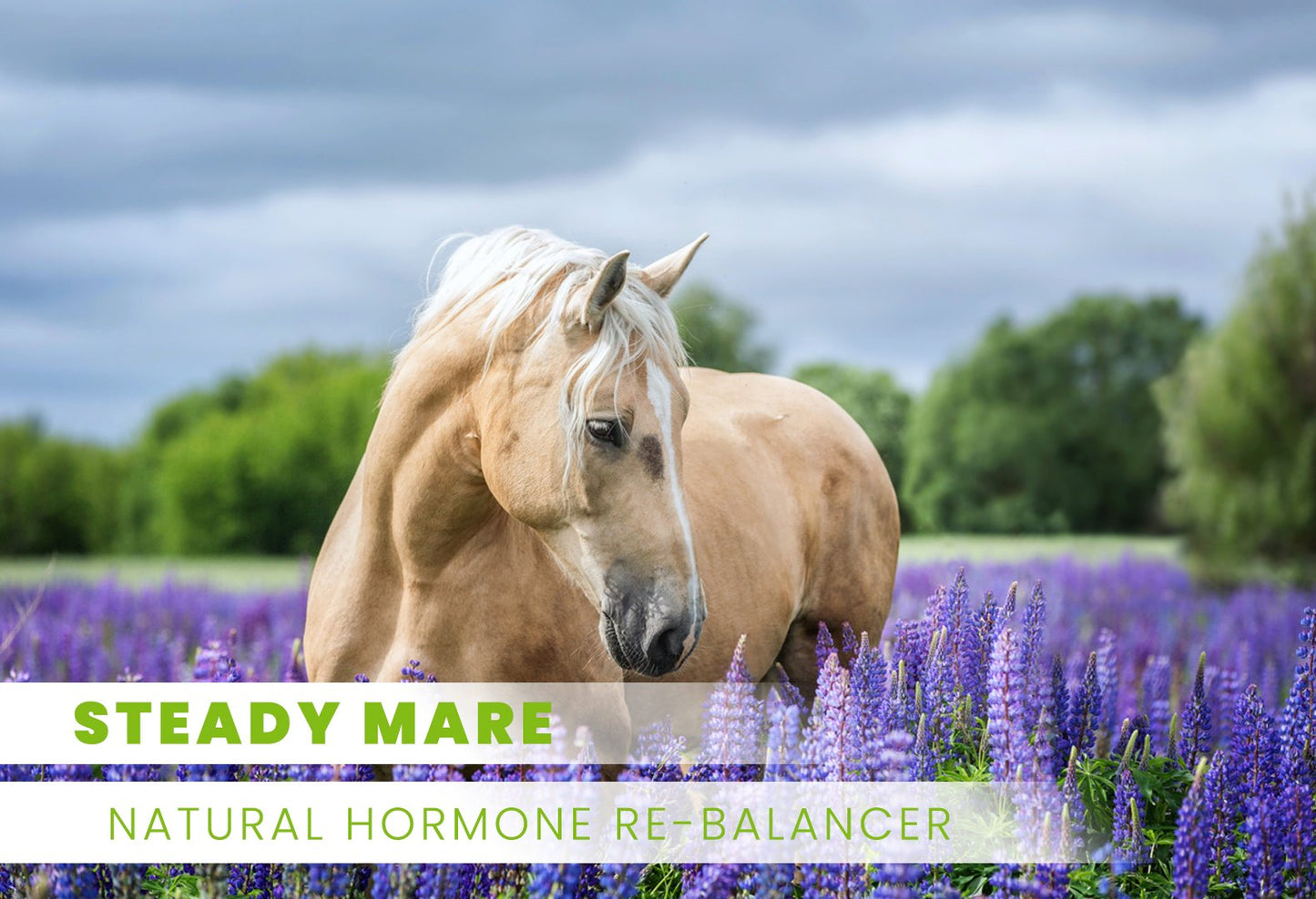 Steady Mare (Dried Blend)